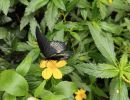 arboretum 2026 cerven